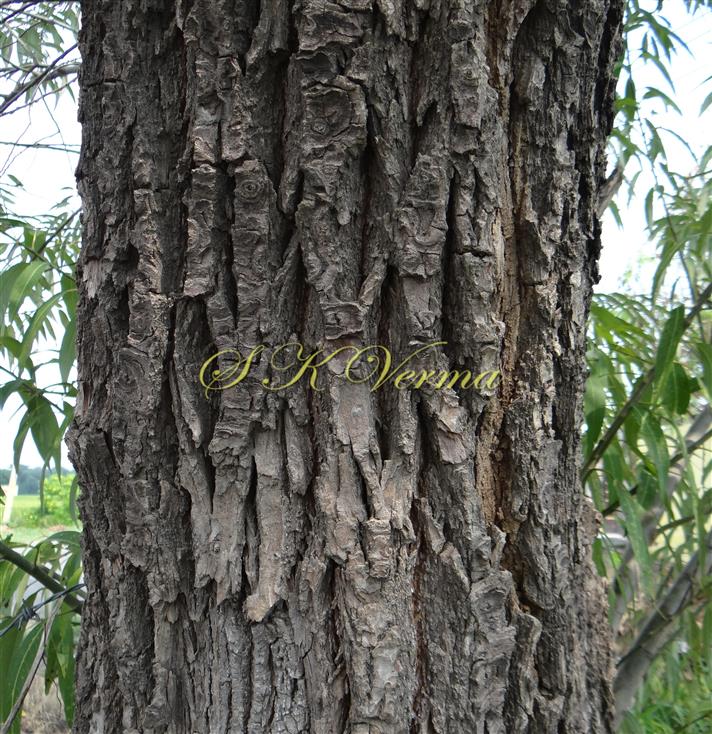  Bark